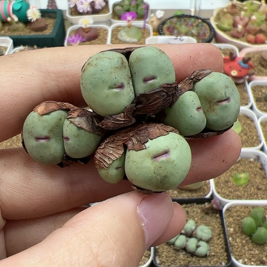 【闪购商品】28 双11福利