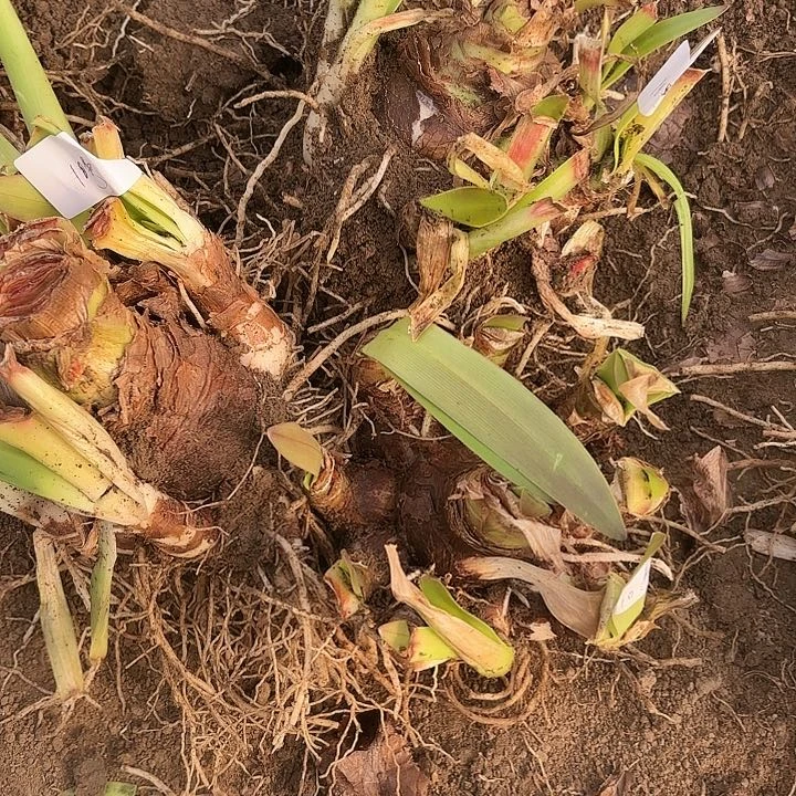 两****婆杂交三坨10号开花无售后