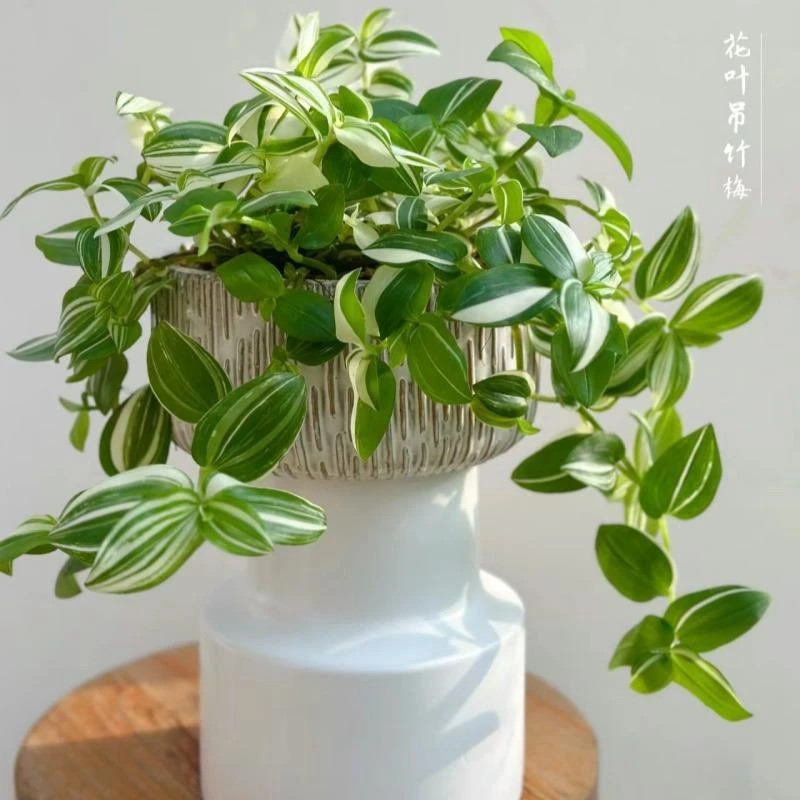 青白玉吊兰油画婚礼垂吊悬挂盆栽吊竹梅观叶耐旱型花卉吊兰植物苗