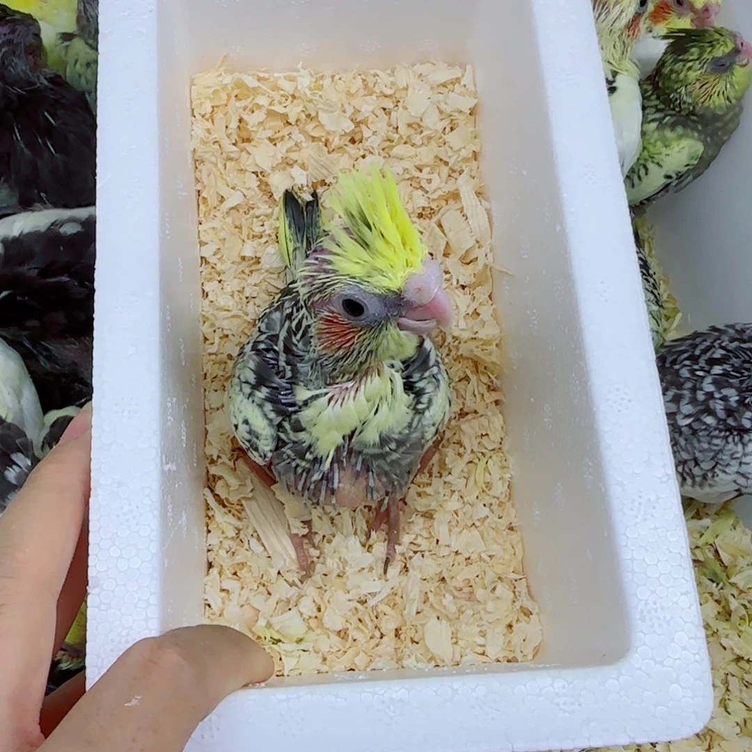 百***芦玄凤鹦鹉/鸡尾鹦鹉