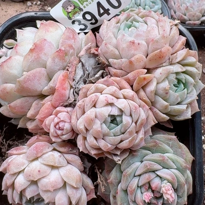 多肉植物多肉植物