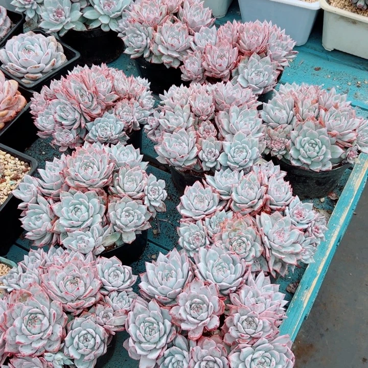 精品多肉植物老桩随机发一棵粉蓝鸟