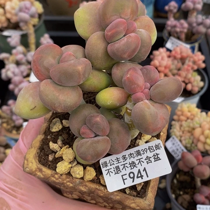 芒果奶8cm941多肉植物