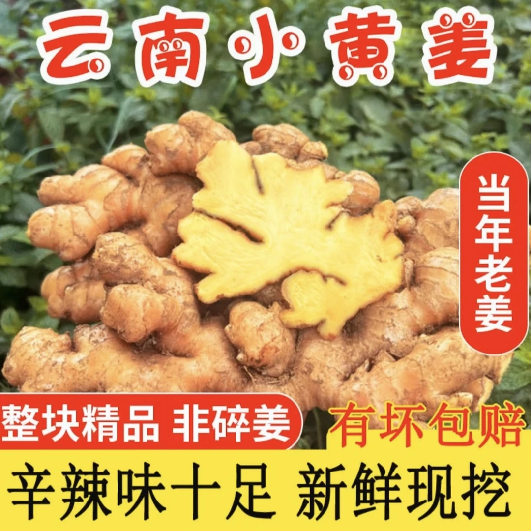 云南小黄姜老姜山区现挖生姜农家新鲜土姜月子姜食用9斤5斤3斤
