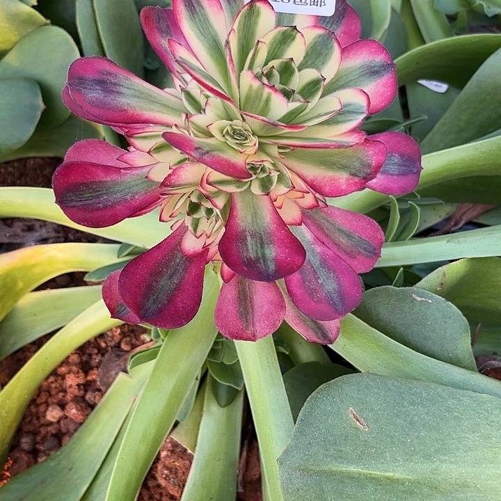 善***言645倾城多肉植物