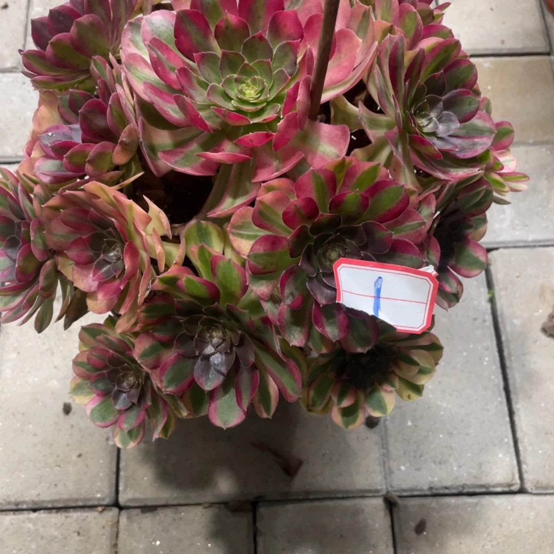 法师多肉植物等多