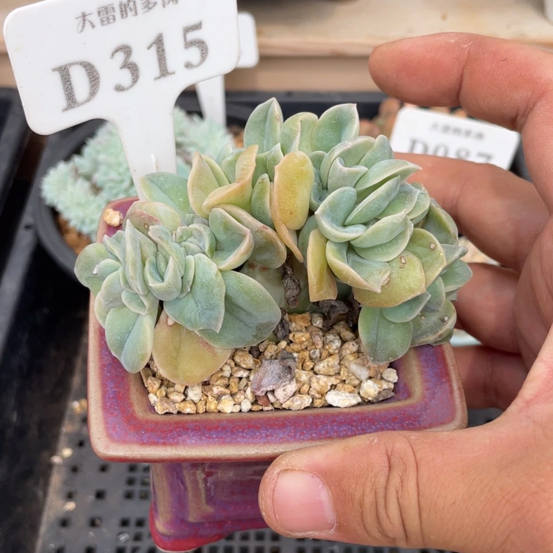 315可爱玫瑰缀不带盆9厘米