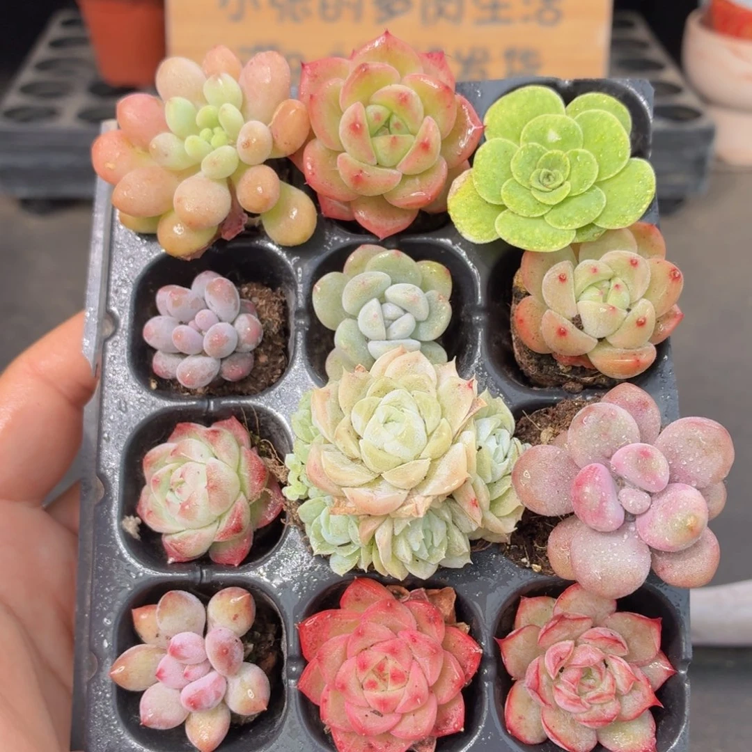 12颗小苗套餐多肉9.9包邮发货