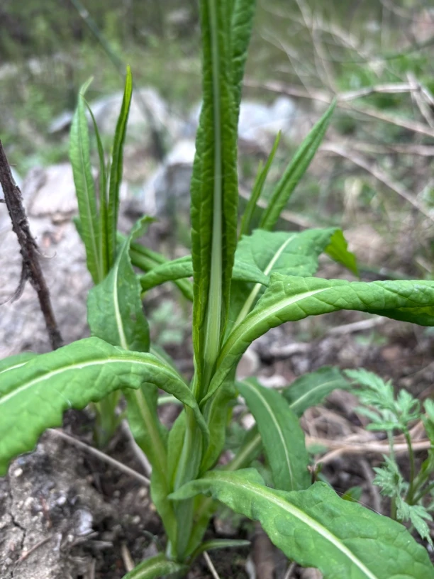 新鲜野生燕子尾1斤装包邮 东北野生山野菜燕尾1000g