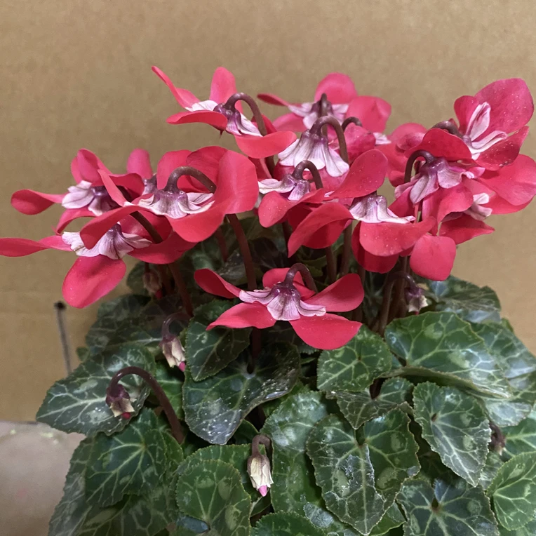 精品大红色蝶衣120规格仙客来室内专属好养盆栽