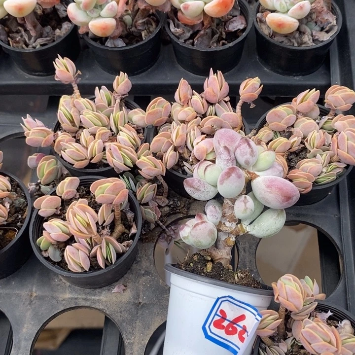 西**心一物一拍乒乓姑娘262