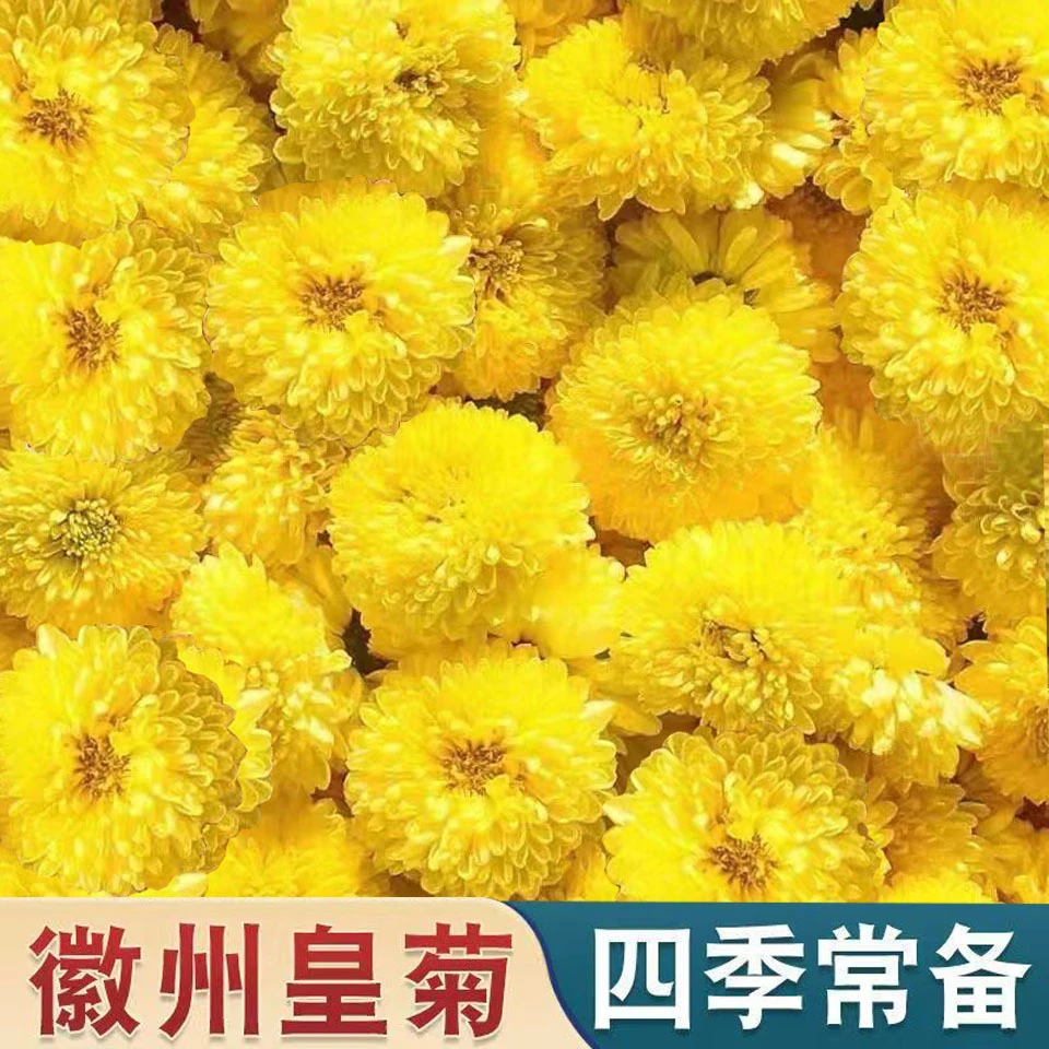 小黄菊正宗徽州皇菊黄菊花原产地高山皇菊花黄山菊花花茶泡水清甜