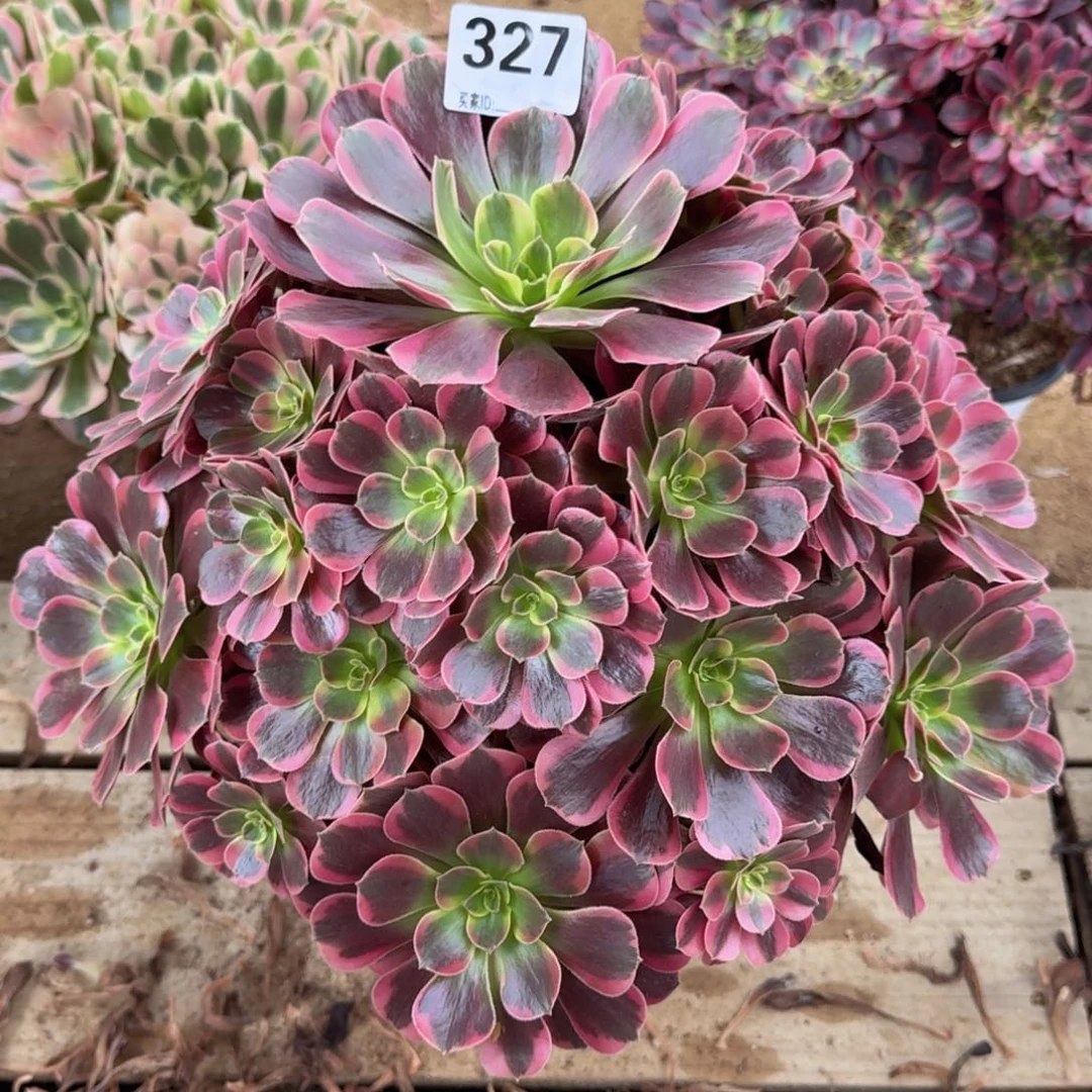 327凤冠多肉植物