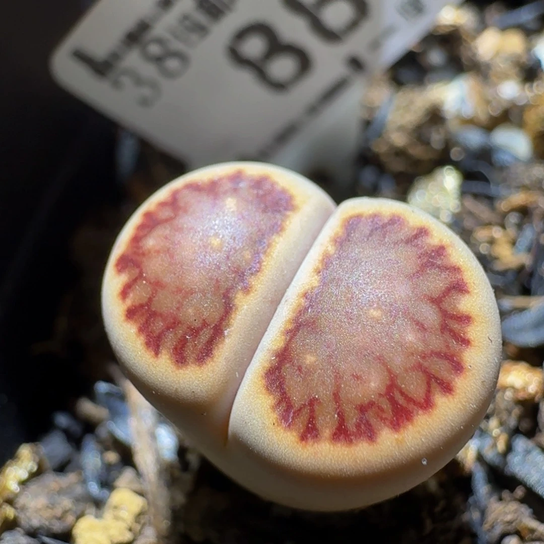 Ssss清仓价便宜了888