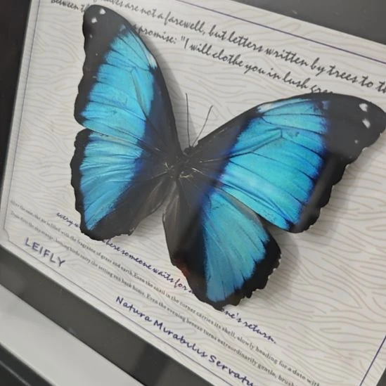 你***蒙梦幻闪蝶蝴蝶标本拍