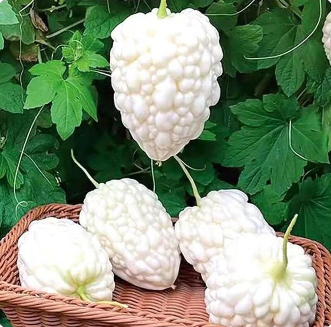 苹果苦瓜种子种籽四季春夏蔬菜小院种子