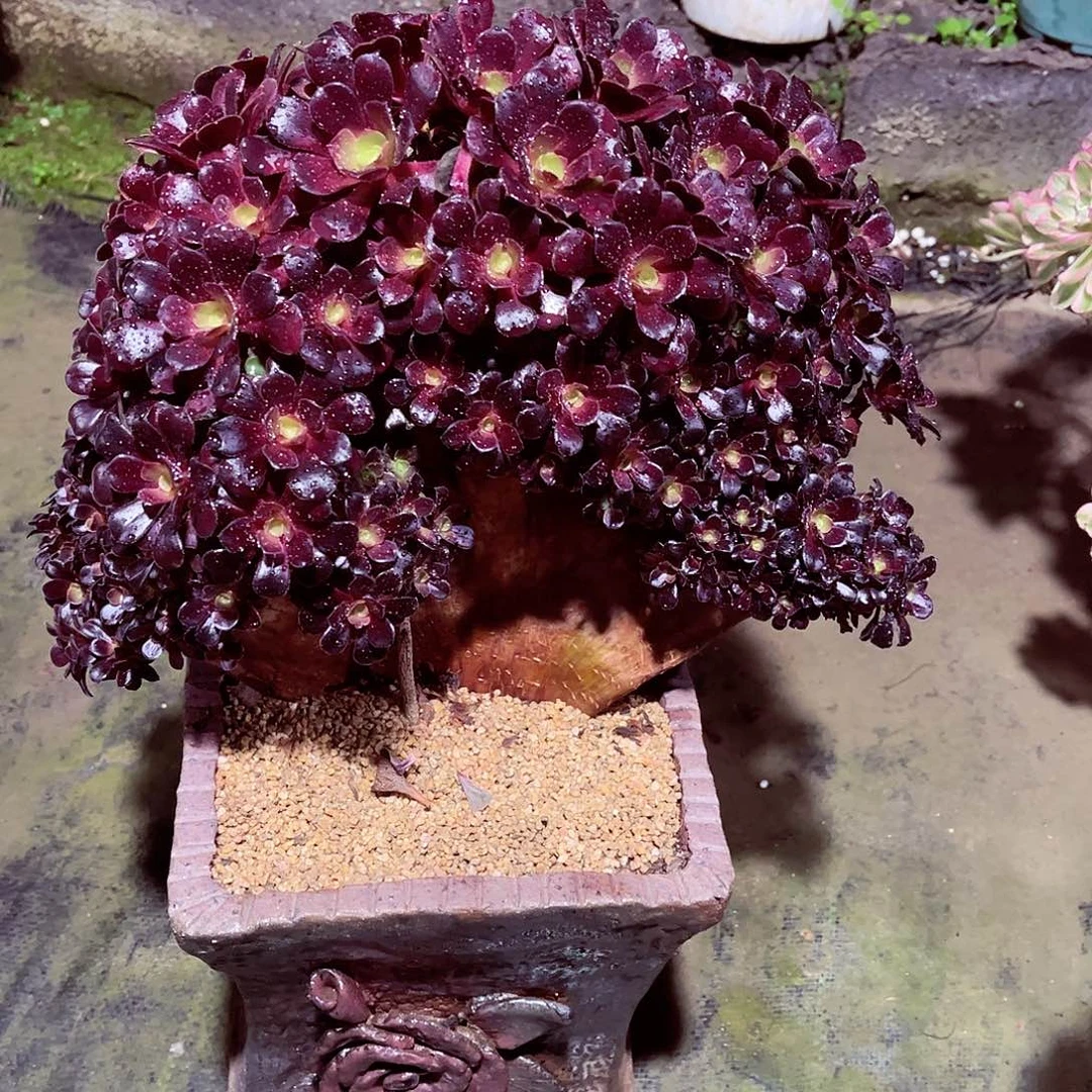 法师多肉哈哈哈哈