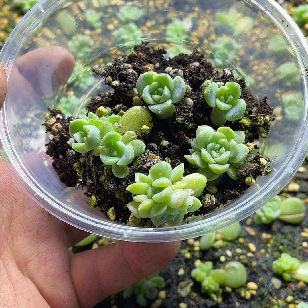 无尽灯一物一拍044