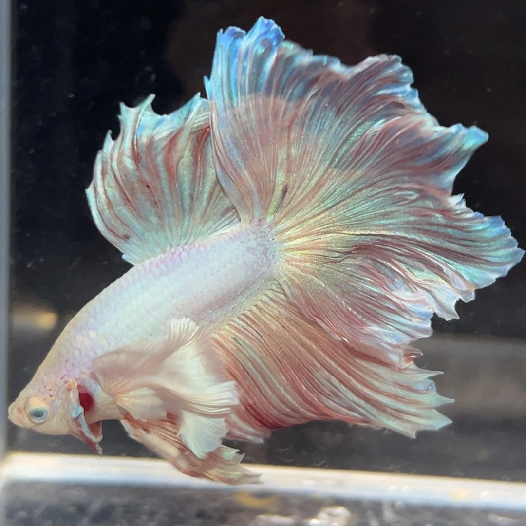 斗鱼15号巨耳粉色花瓣促销