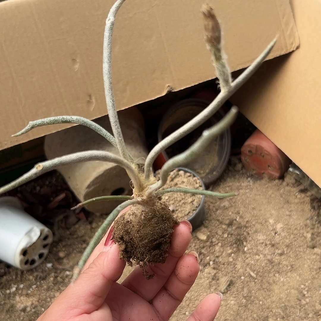 多肉植物美杜莎块根