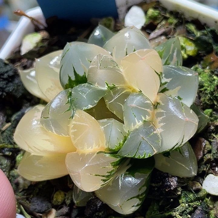 691北极之光锦特选福利