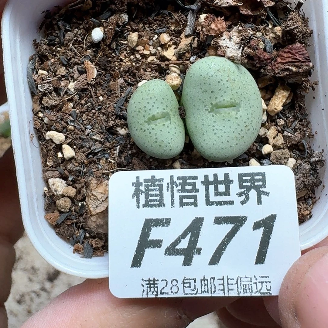 多肉植物的润泽地方