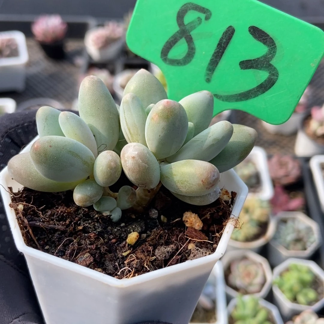 813企鹅多肉植物保护