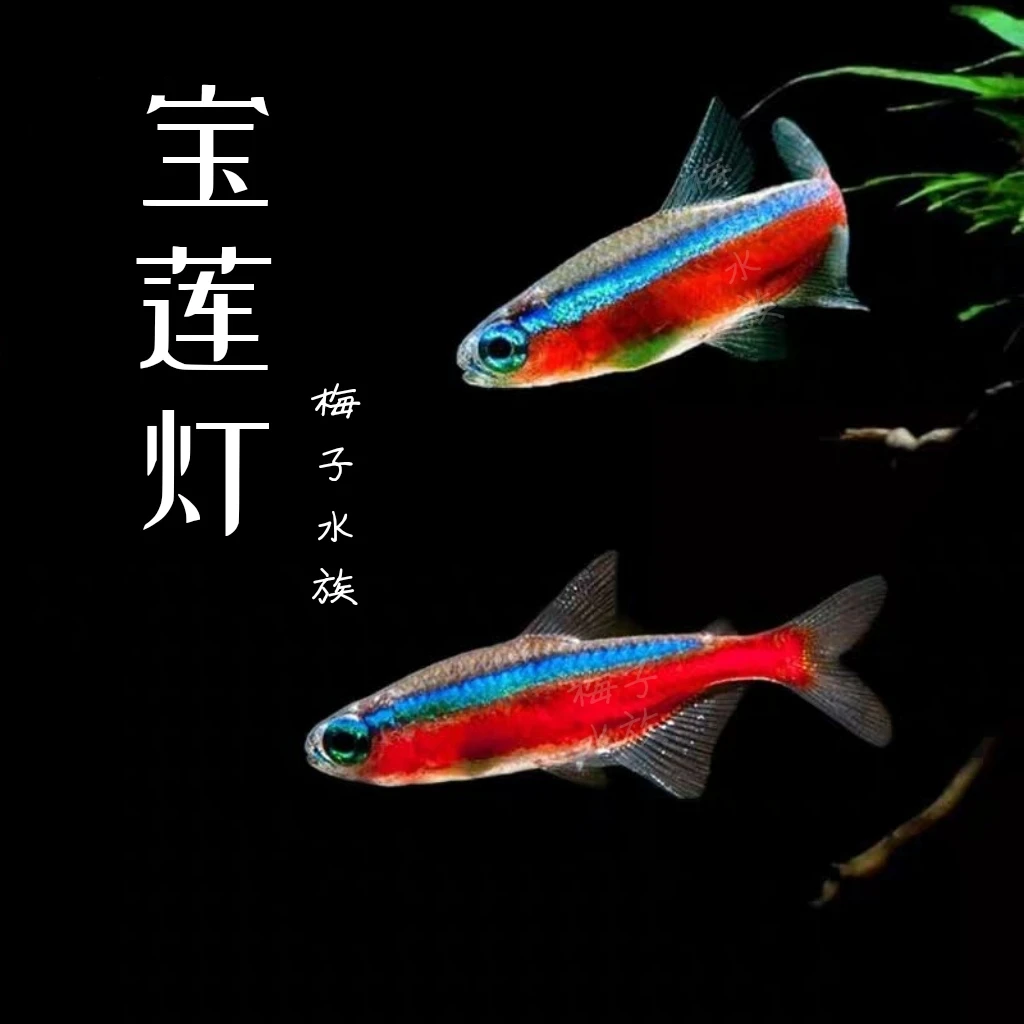 梅子 巴西宝莲灯小型热带鱼群游鱼