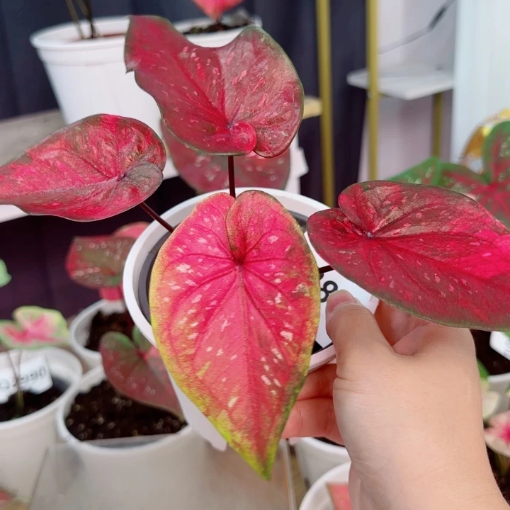 无花朵泰彩Q2878..