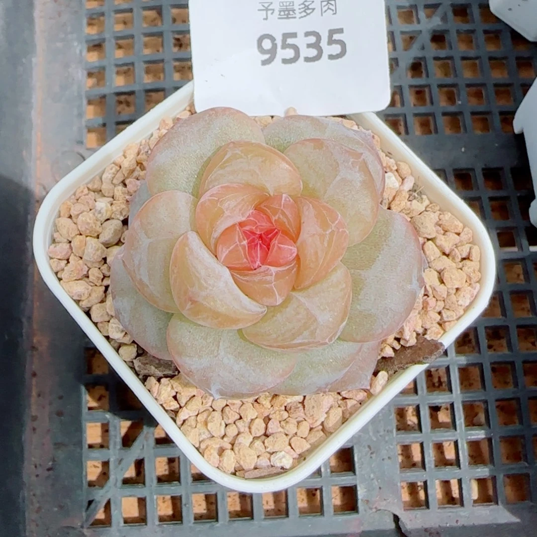 新品，9535多肉植物
