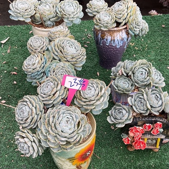 23劳林带盆一个多肉