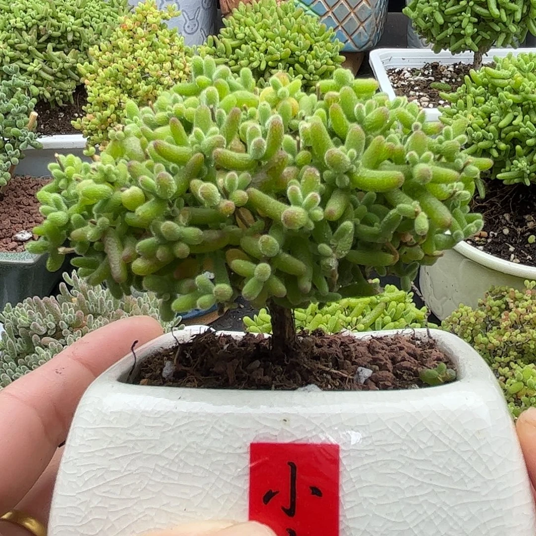 22蜜桔带盆优选枝干番杏