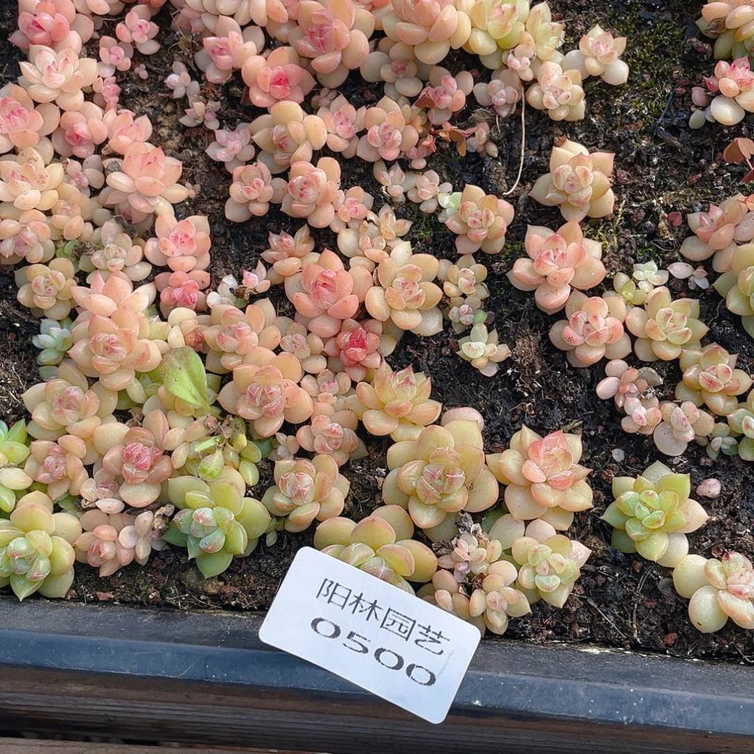 温***C多肉植物多肉植物500