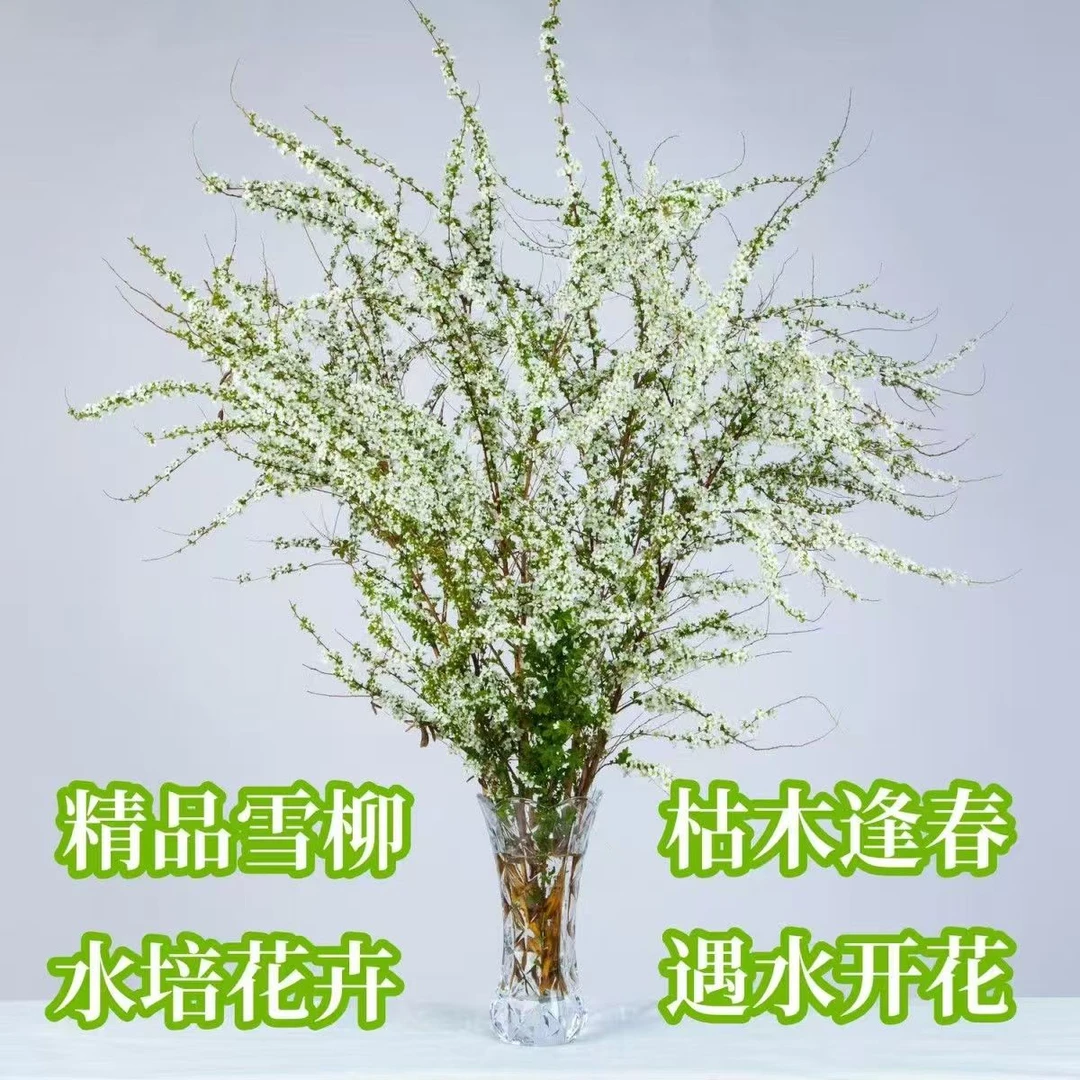 【带芽发货】雪柳鲜枝水培遇水开花耐寒懒人好养插花室内花卉绿植