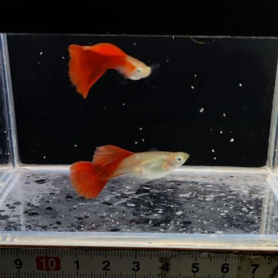 孔雀鱼黄化全红超大背