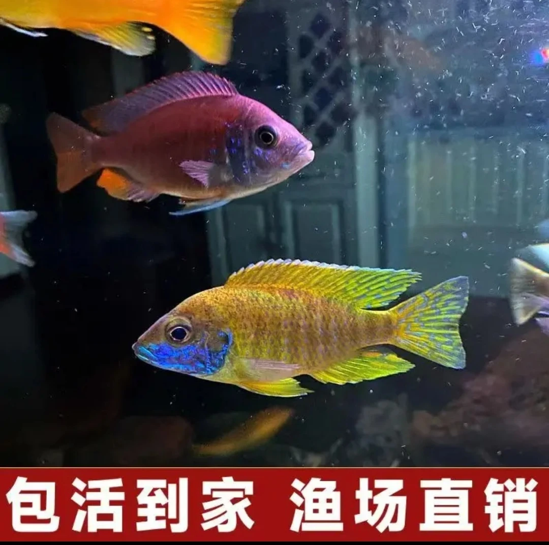 大马鲷观赏鱼，渔场直发，全疆包邮