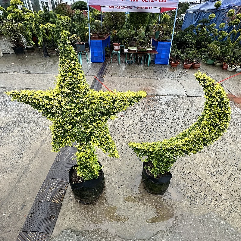 亮晶女贞造型树 庭院绿植 五角星月亮造型植物 花镜耐寒四季常绿