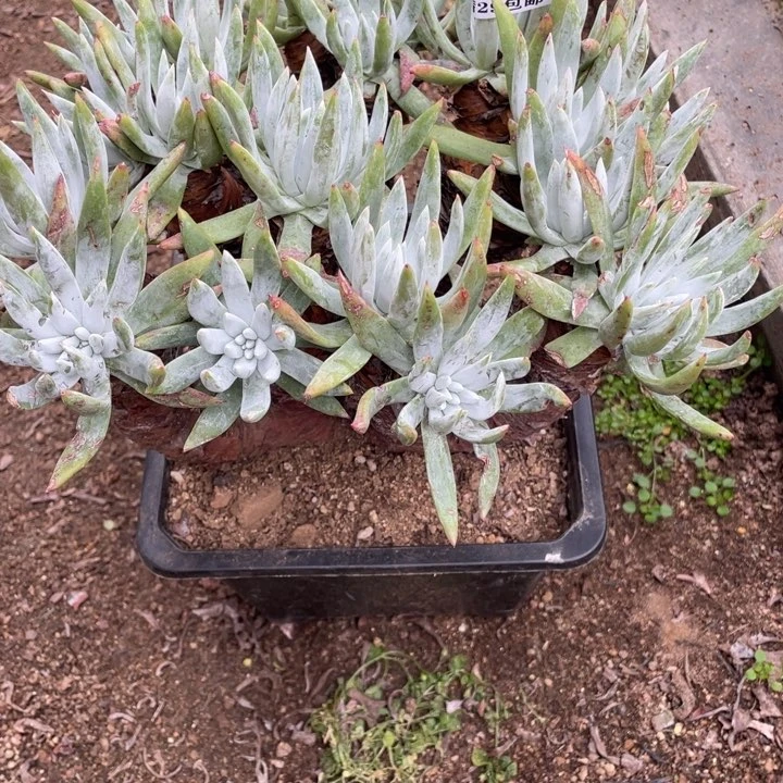 二*408号奥罗拉多肉植物