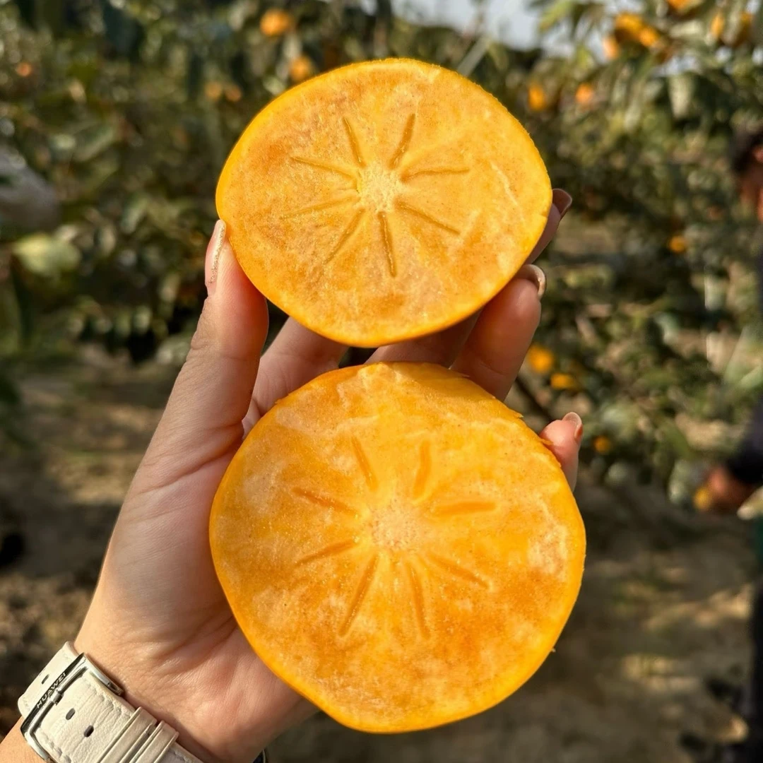 【甜柿子水果】甜柿子下树啦！新鲜好吃！北京市