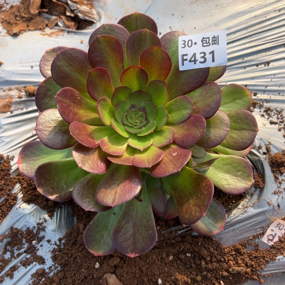 431雨荷多肉法师