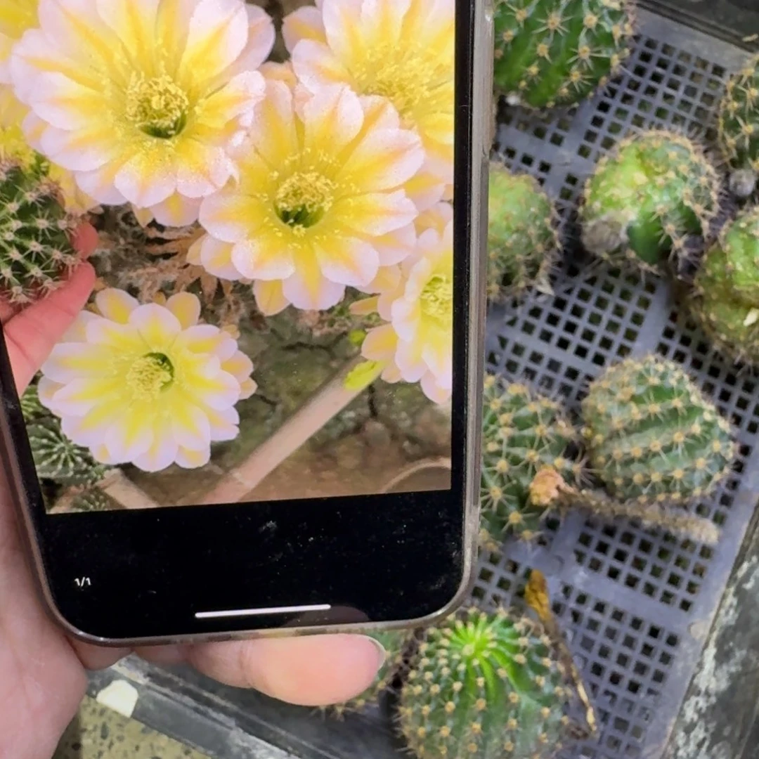 327彩草绿冰歪无根侧牙4公分左右，20包邮