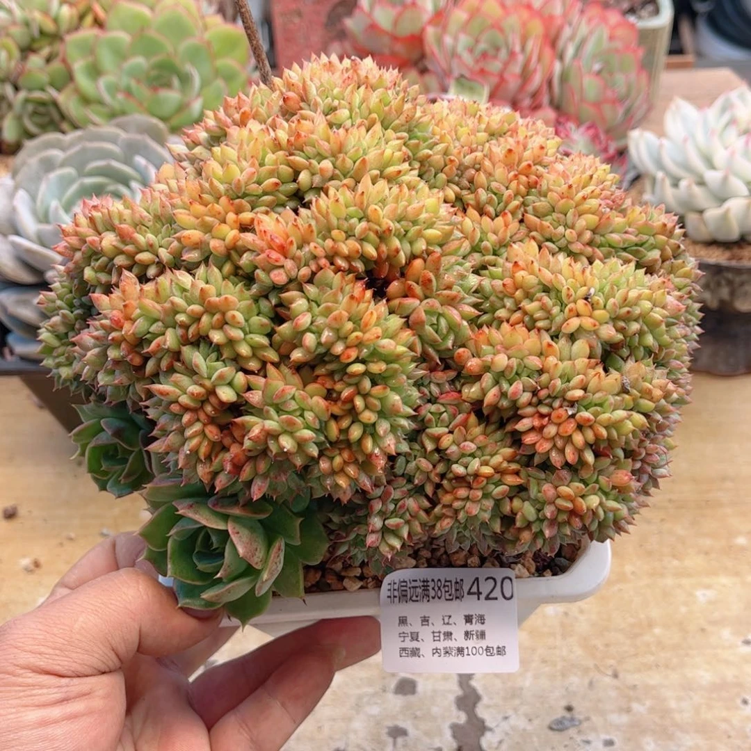 420青苹果缀德华多肉