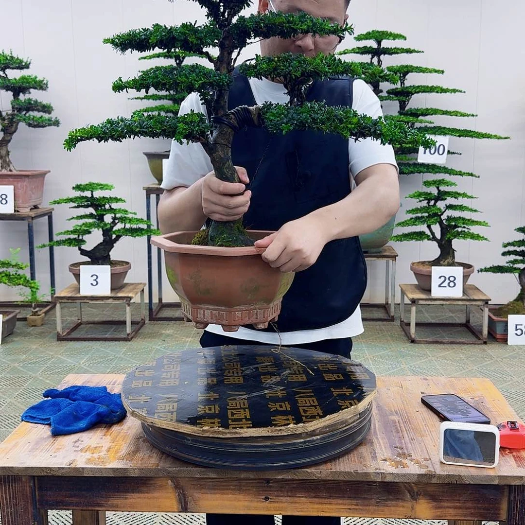 无花朵红芽罗汉松造型盆景塑料盆