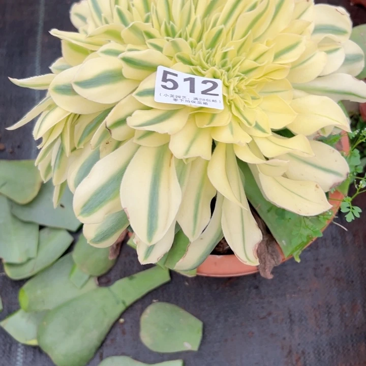 绿珀缀剪嫁木叶子发货