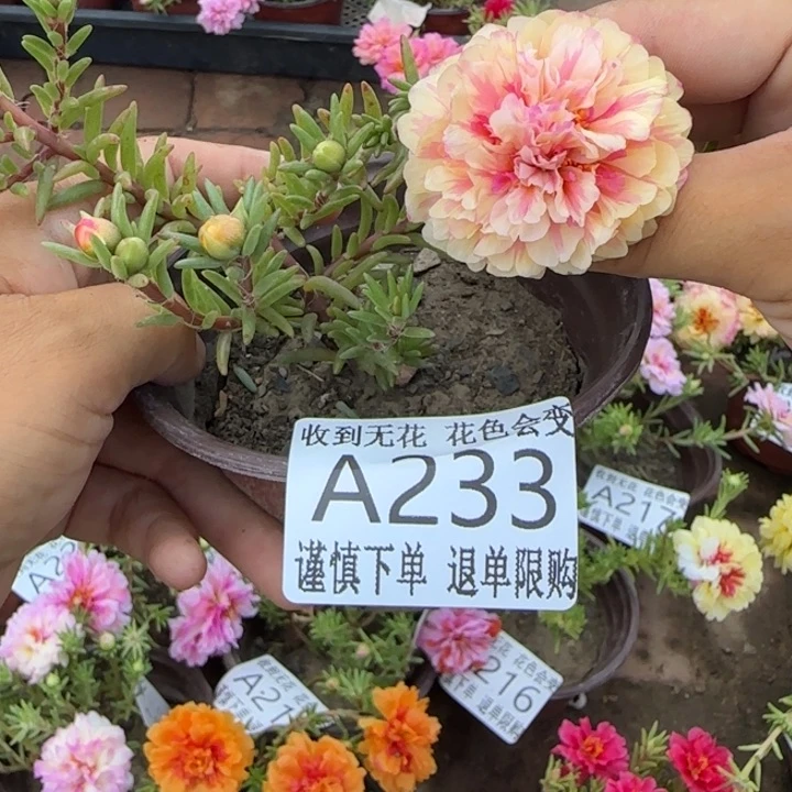 无花朵A233超小苗盆口10cm