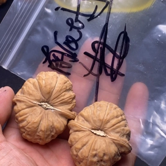 【闪购商品】把件文玩核桃南瓜