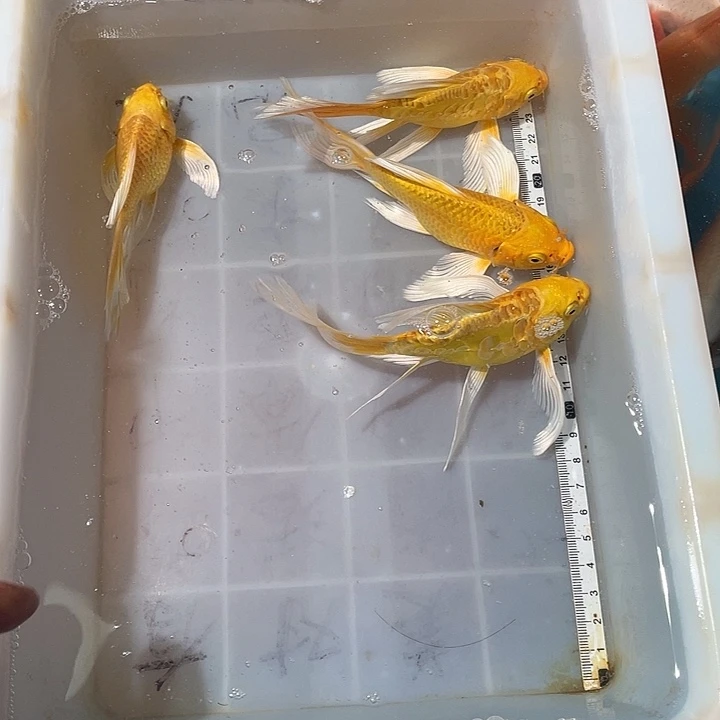 蝴蝶鲤鱼渔场直发84