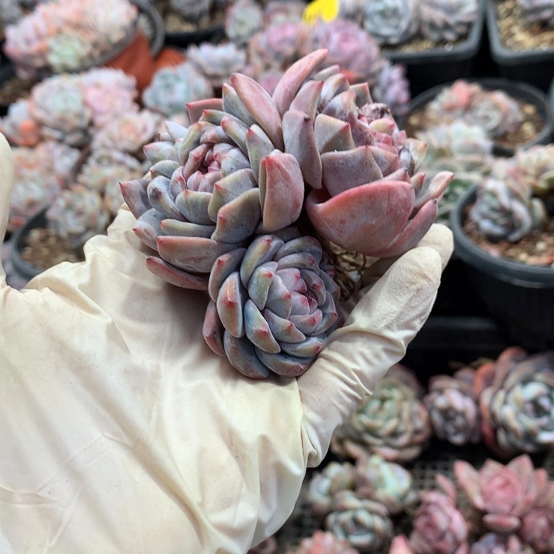 星影多肉植物哈哈26