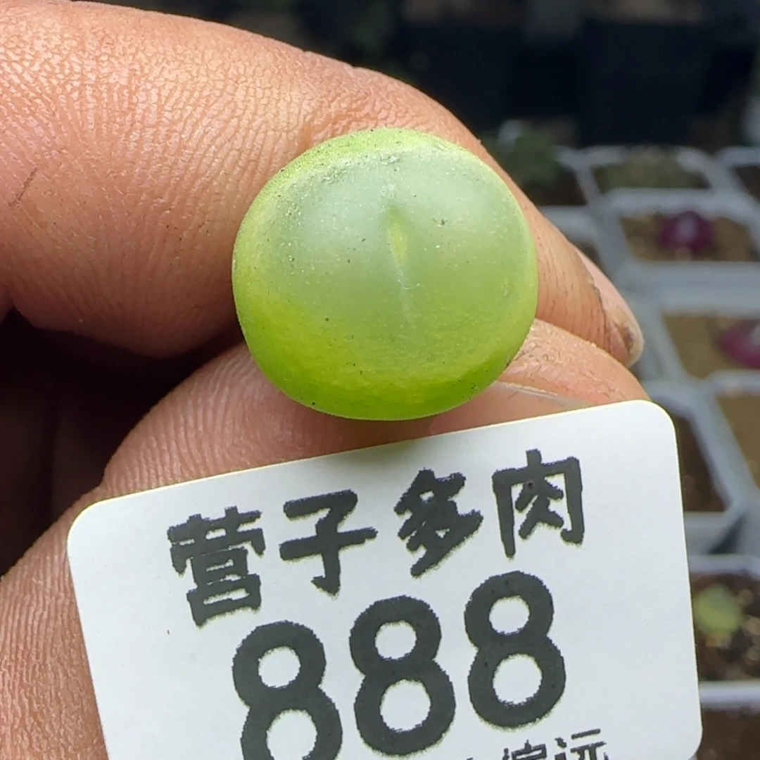 拉登1.3脱土1200。