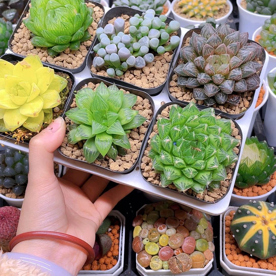 玉露六件套多肉，原盆